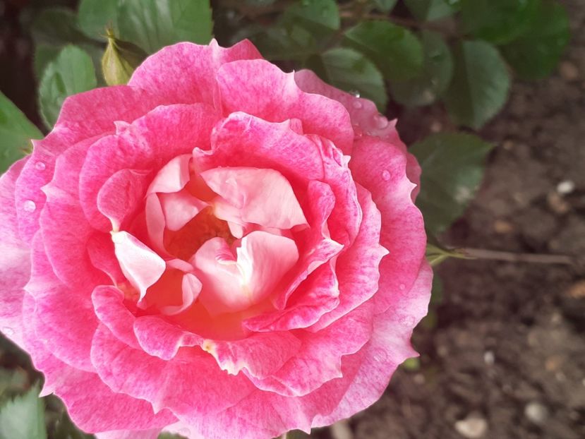 Let's Celebrate - Trandafiri 2021