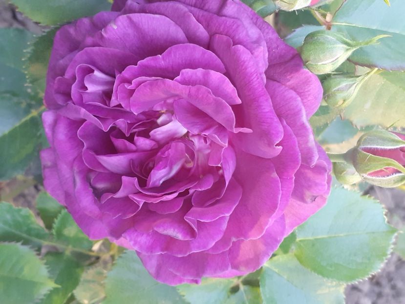 Minerva - Trandafiri 2021