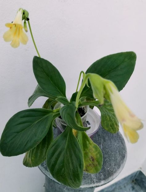 4 octombrie 2021 - Aiko