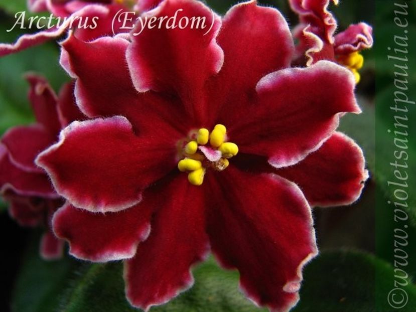 Arcturus foto net - Arcturus