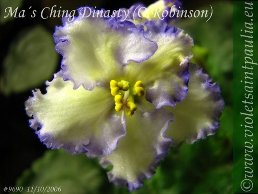 Ma´s Ching Dinasty foto net - MA s Ching Dinasty