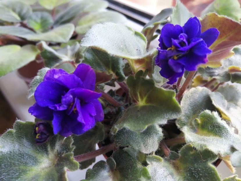  - Skagit VICTORY trail