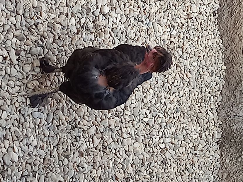  - Pasari pentru 2022