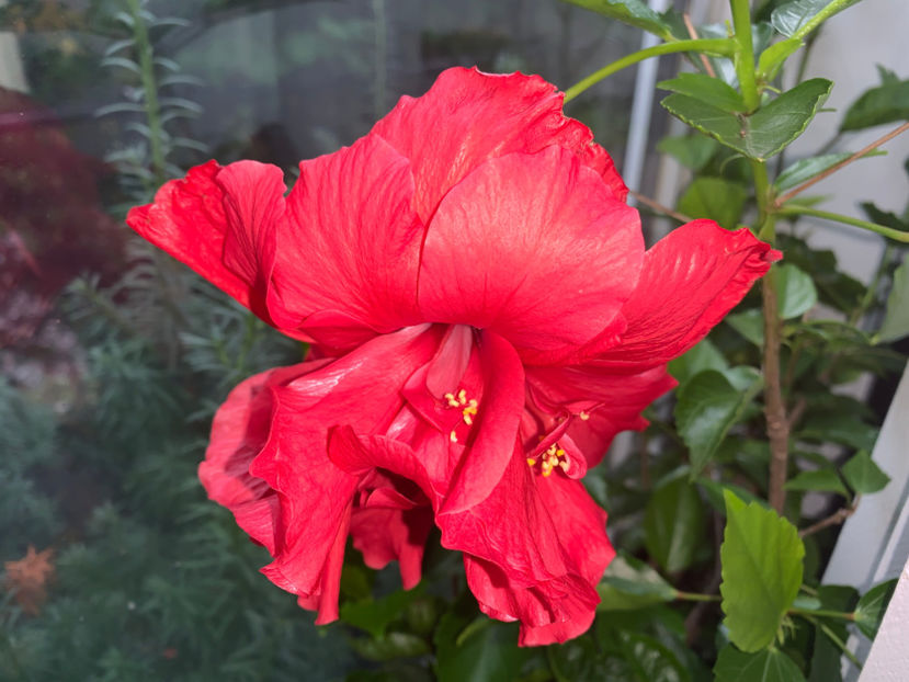  - Plante de interior 2021