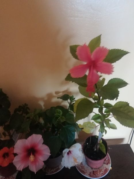  - Hibiscus 2021