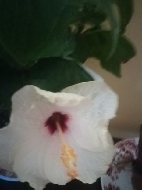 Veneția White - Hibiscus 2021