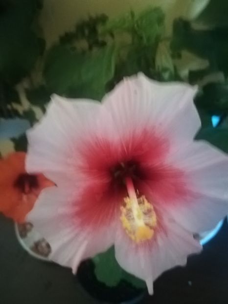 Pink Dreams - Hibiscus 2021