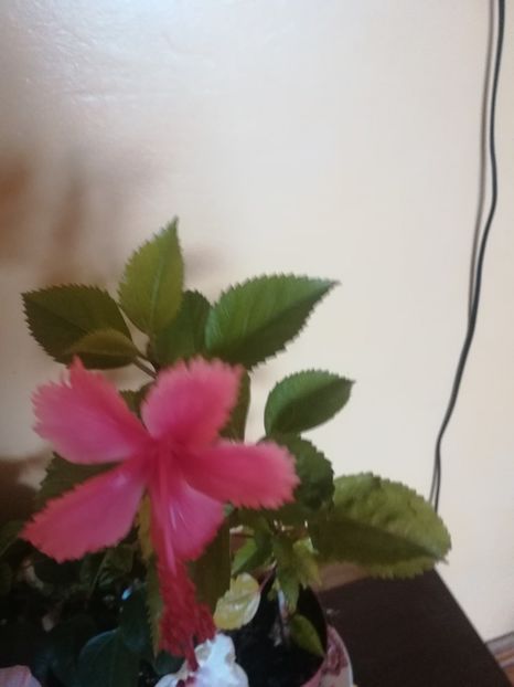 Hawaian Salmon - Hibiscus 2021