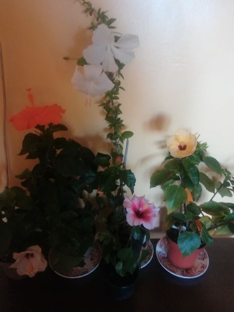  - Hibiscus 2021