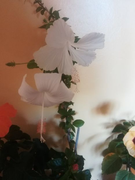  - Hibiscus 2021