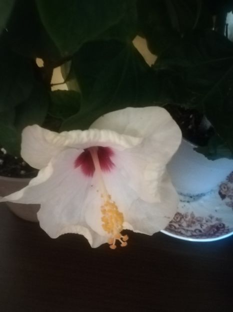  - Hibiscus 2021
