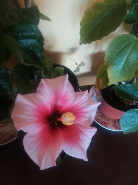  - Hibiscus 2021