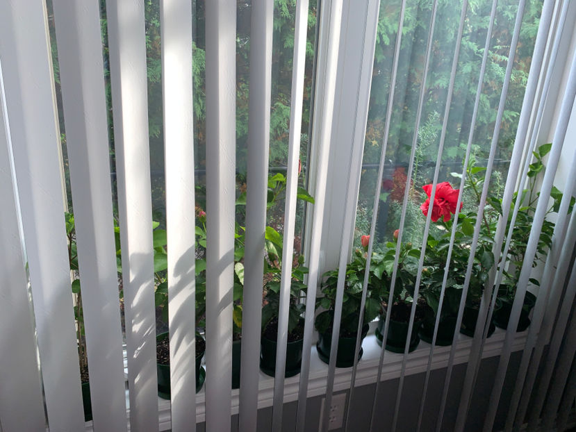 "vine iarna, am fugit in casa"   :-( - Plante de interior 2021
