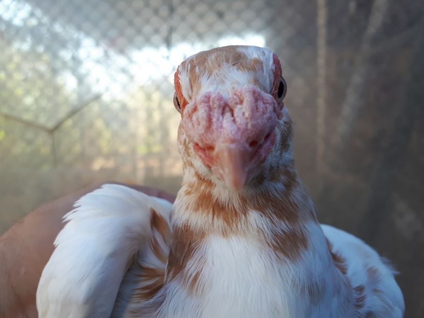 F - K1 _ tineret 2021