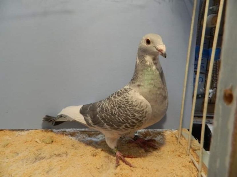  - Nu îmi aparțin 3