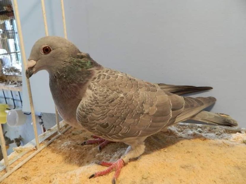  - Nu îmi aparțin 3