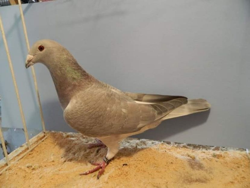  - Nu îmi aparțin 3