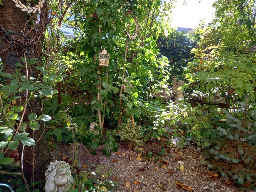 03.10.2021 - Grădina 2021 continuare 2