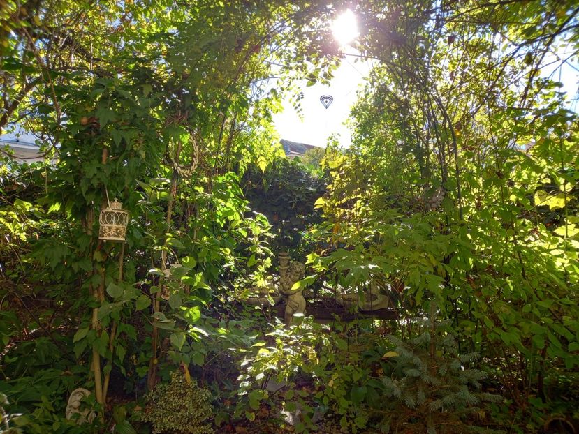  - Grădina 2021 continuare 2