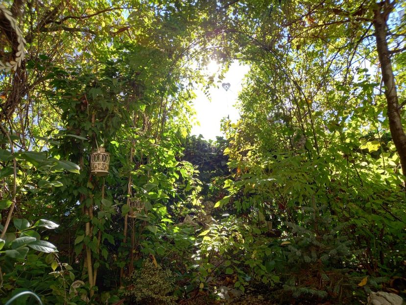  - Grădina 2021 continuare 2