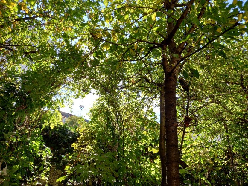  - Grădina 2021 continuare 2