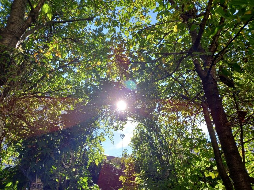  - Grădina 2021 continuare 2