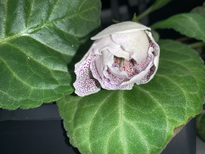  - Gloxinia 2021