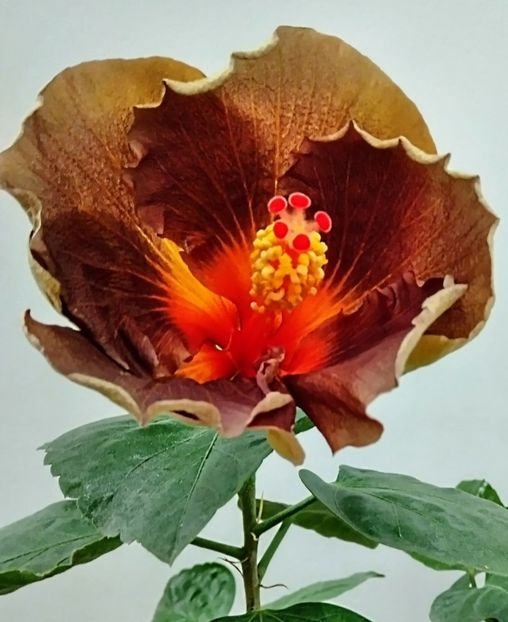  - Hibiscus Black Jack