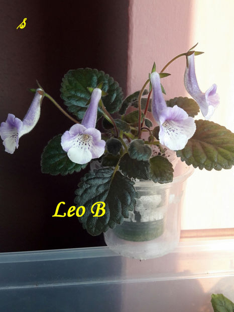 Leo B (5-x-2021)2 - Sinningii 2021