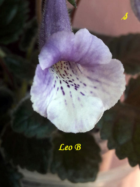 Leo B (5-x-2021)3 - Sinningii 2021