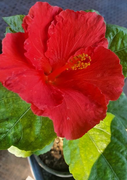  - Hibiscus