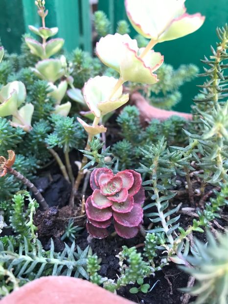 Sedum - Suculente