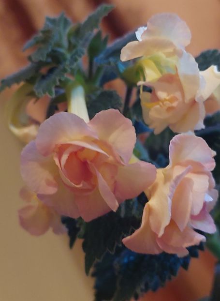  - GOLDEN BELLS
