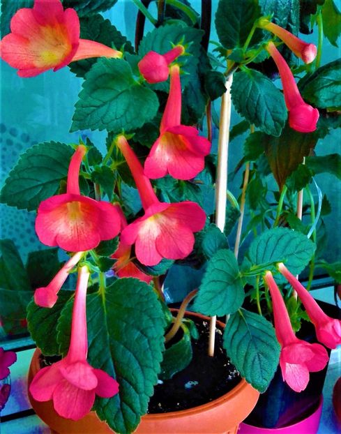 20211005_082549-1 - 000012 ACHIMENES