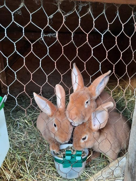 G6 - Cuib din 09 06 2021