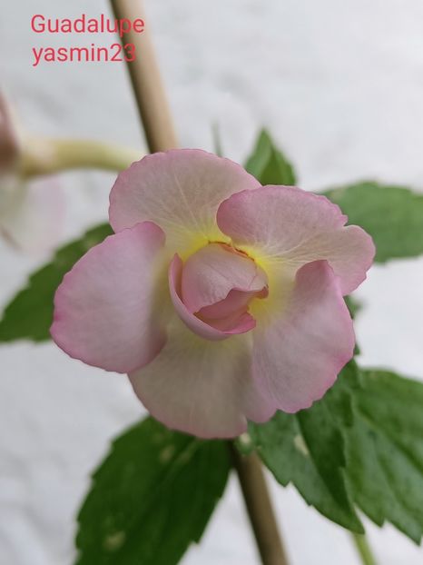 5.10.2021 - Achimenes 2021