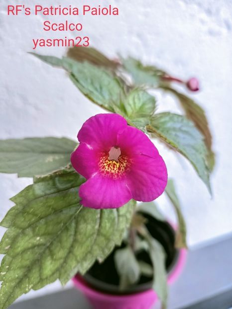 5.10.2021 - Achimenes 2021