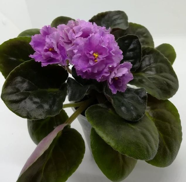  - LE-Fuksievoe Kruzhevo