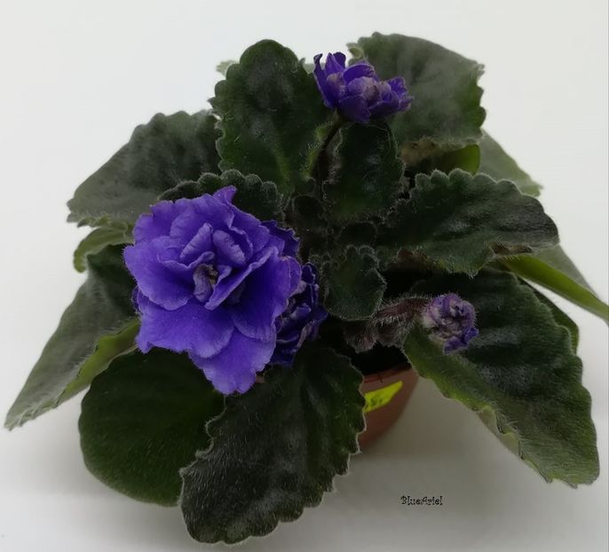  - Lyon_s Little Sweetheart