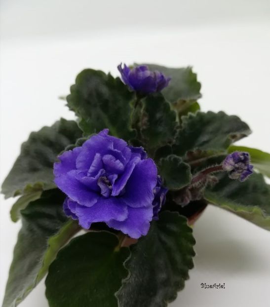  - Lyon_s Little Sweetheart