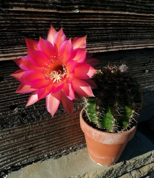  - Echinopsis hb Raoul Wallenberg