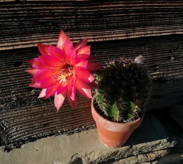  - Echinopsis hb Raoul Wallenberg