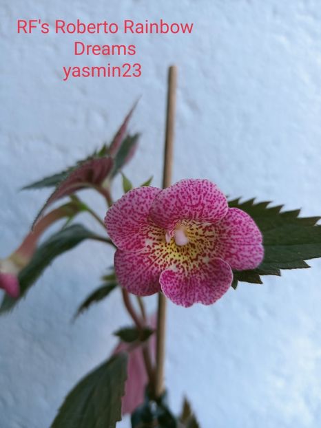 5.10.2021 - Achimenes 2021