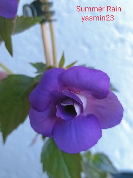 5.10.2021 - Achimenes 2021