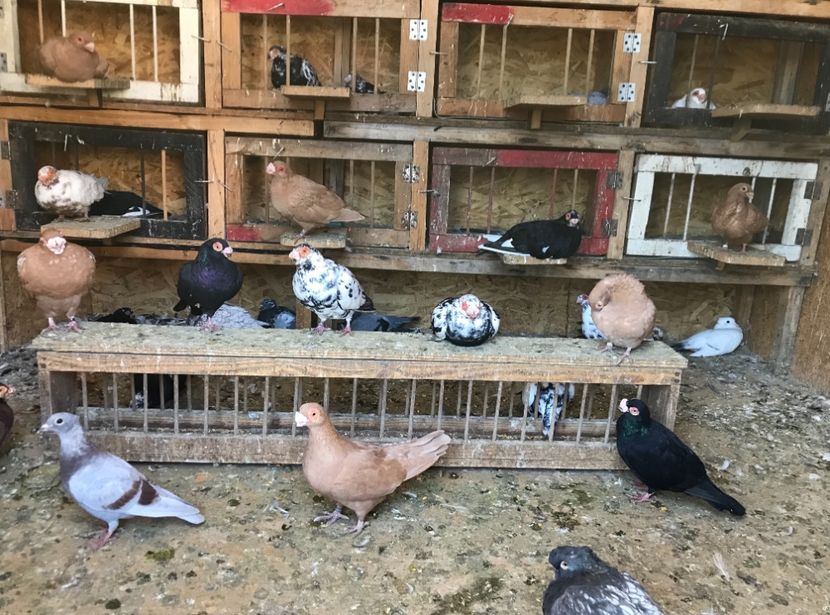 10979217-C886-48FB-87ED-5D8D5C2C9F5E - Berberi2021