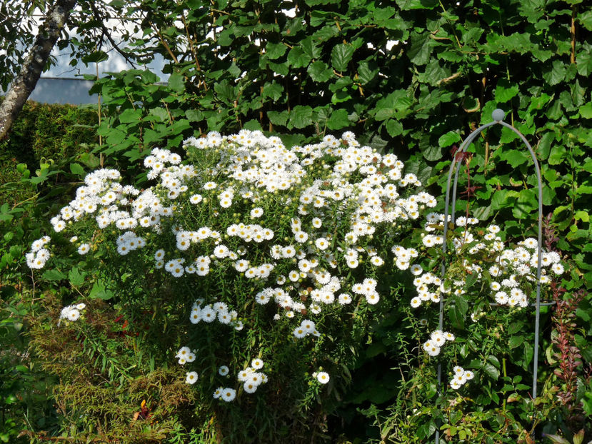  - 2021 - 03 - Toamna