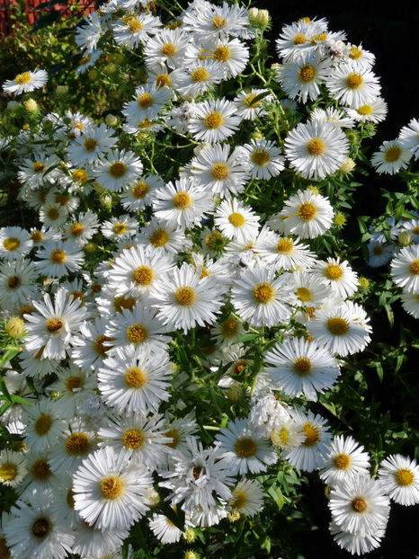  - 2021 - 03 - Toamna