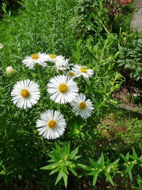  - 2021 - 03 - Toamna