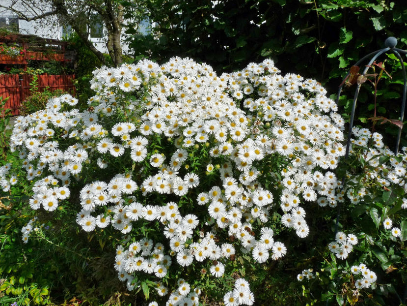  - 2021 - 03 - Toamna