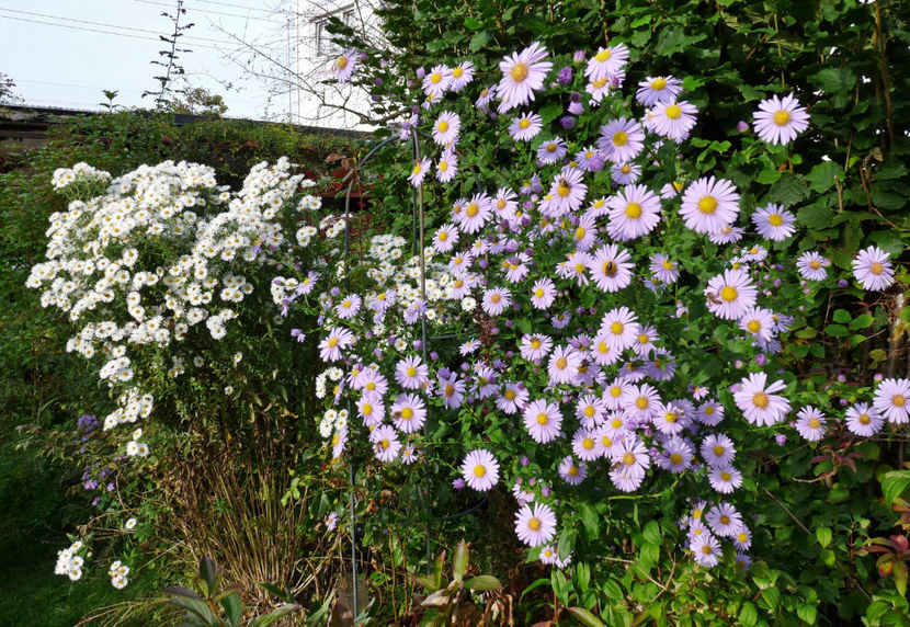  - 2021 - 03 - Toamna